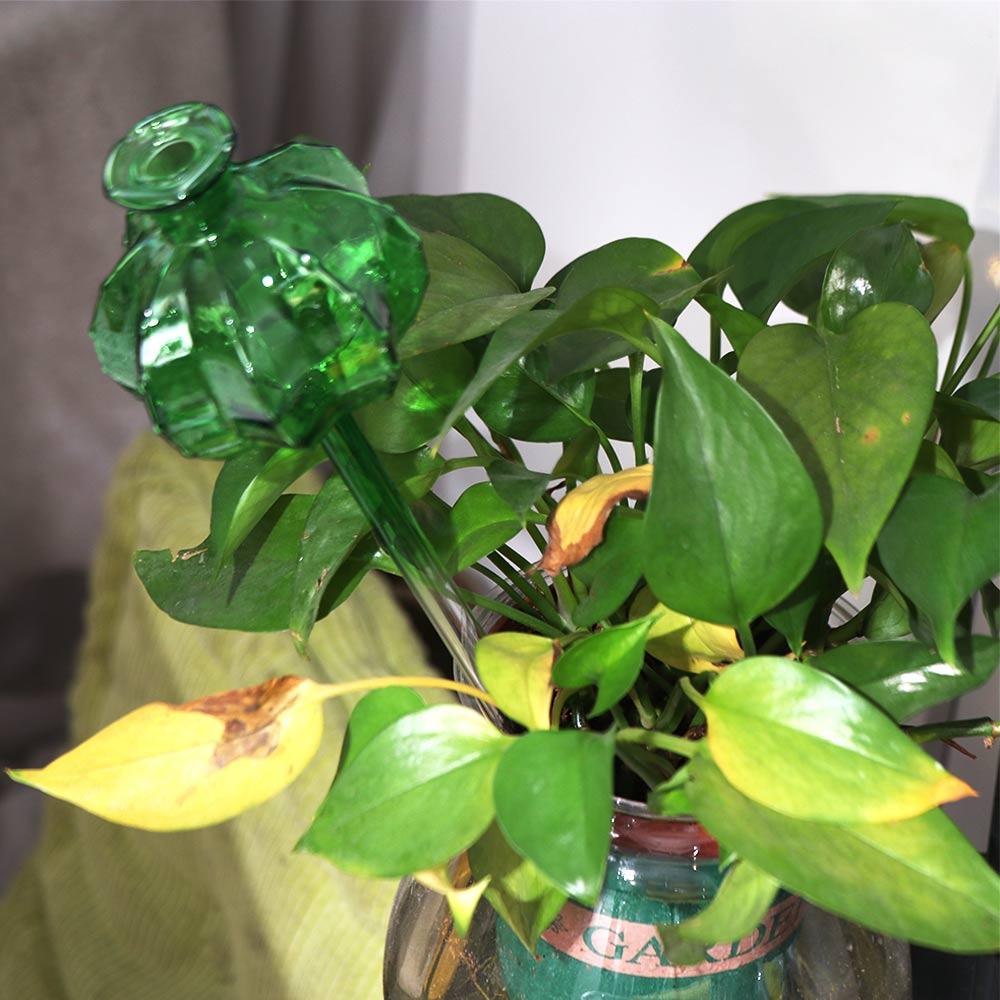 Cactus Automatic Plant Watering Bulbs Glass Plant Water Feeder Glass Bulbs Indoor прозорий
Cactus Automatic Plant Watering Bulbs Glass Plant Water Feeder Glass Bulbs Indoor прозорий