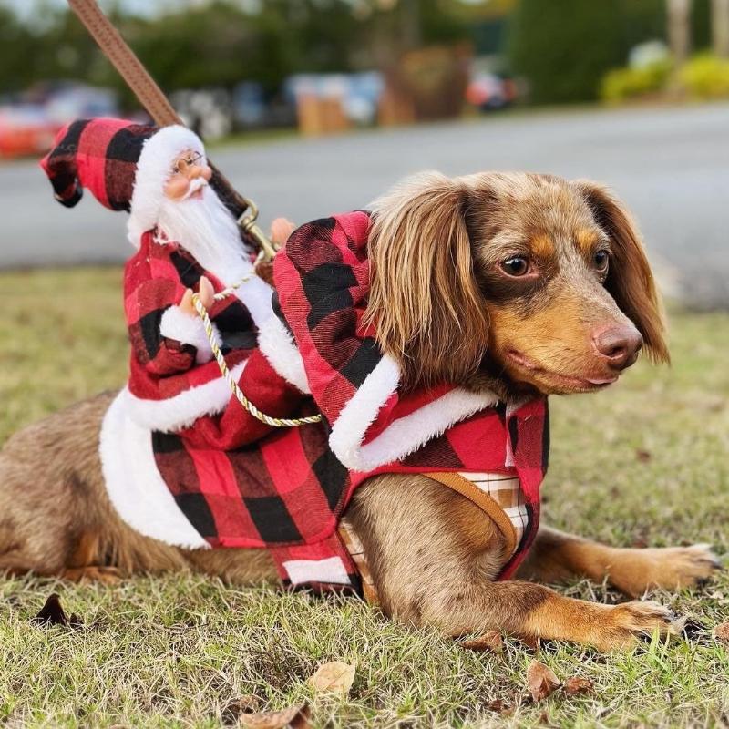 Small Large Dogs Santa Cosplay Outfit For Christmas Carnival Pet Costumes Apparel Party Dressing Up Clothing Dog Costumes XXL
Small Large Dogs Santa Cosplay Outfit For Christmas Carnival Pet Costumes Apparel Party Dressing Up Clothing Dog Costumes XXL