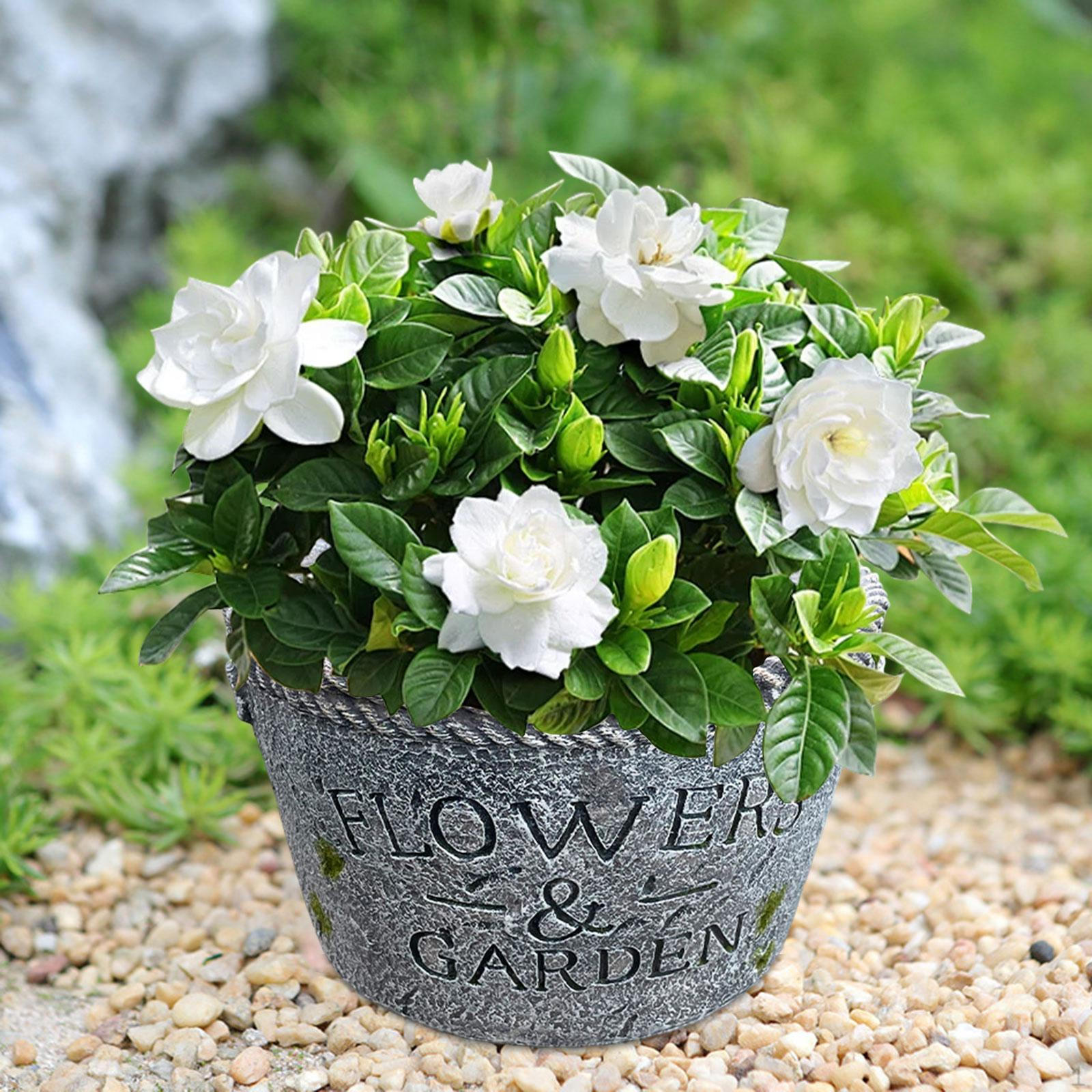 Decorative Flower Pot Planter Resin Simple Plant Flowerpot for Outdoor Indoor Courtyard Living
Decorative Flower Pot Planter Resin Simple Plant Flowerpot for Outdoor Indoor Courtyard Living