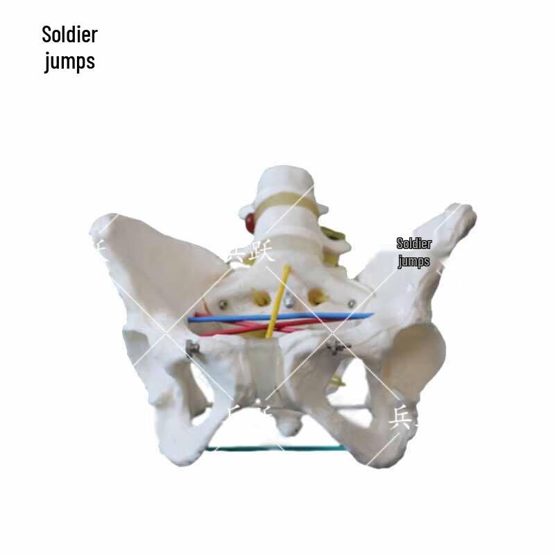 Pelvis Measurement Teaching Model
Pelvis Measurement Teaching Model