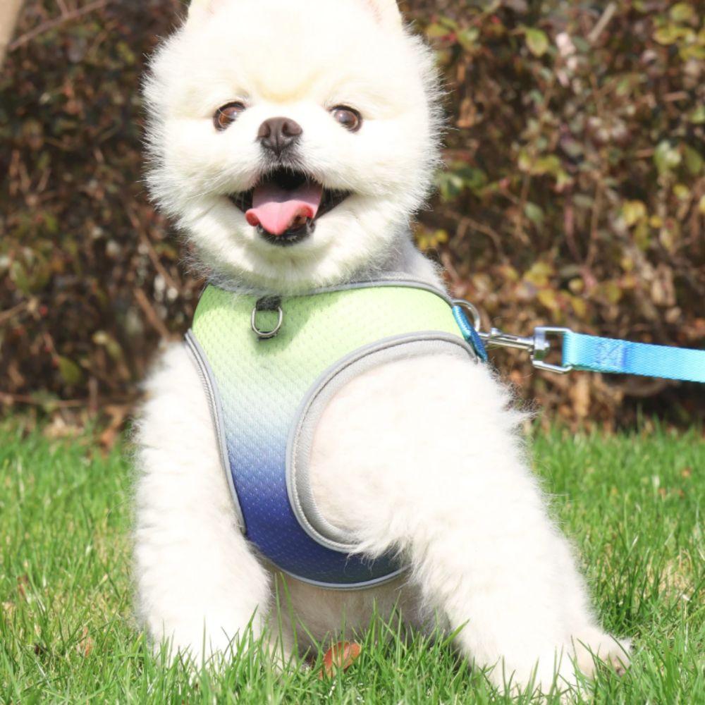 Breathable Dog Harness Vest Gradient Color Dog Walking Leash Dog Chest Back Dog Leash Puppy S фіолетовий/зелений
Breathable Dog Harness Vest Gradient Color Dog Walking Leash Dog Chest Back Dog Leash Puppy S фіолетовий/зелений