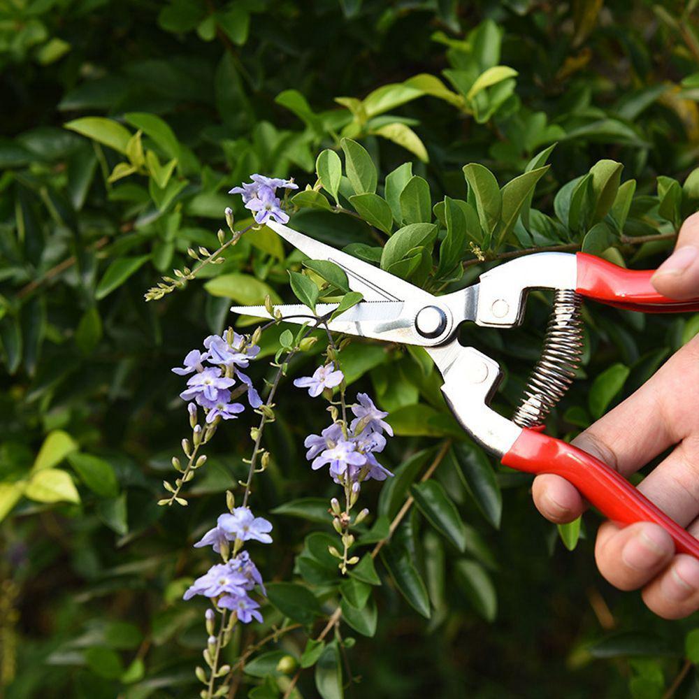 Gardening Pruning Micro-Tip Snips Leaf Garden Scissors Hand Pruner Pruning Shears Garden Tools
Gardening Pruning Micro-Tip Snips Leaf Garden Scissors Hand Pruner Pruning Shears Garden Tools