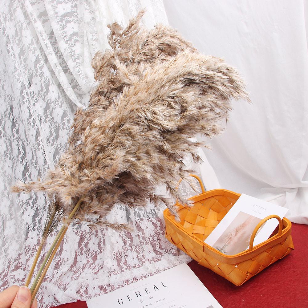 Красивые натуральные растения, праздничный тростниковый цветок, букет пампасов, сушеные цветы, домашний декор, фрагмиты 
Красивые натуральные растения, праздничный тростниковый цветок, букет пампасов, сушеные цветы, домашний декор, фрагмиты