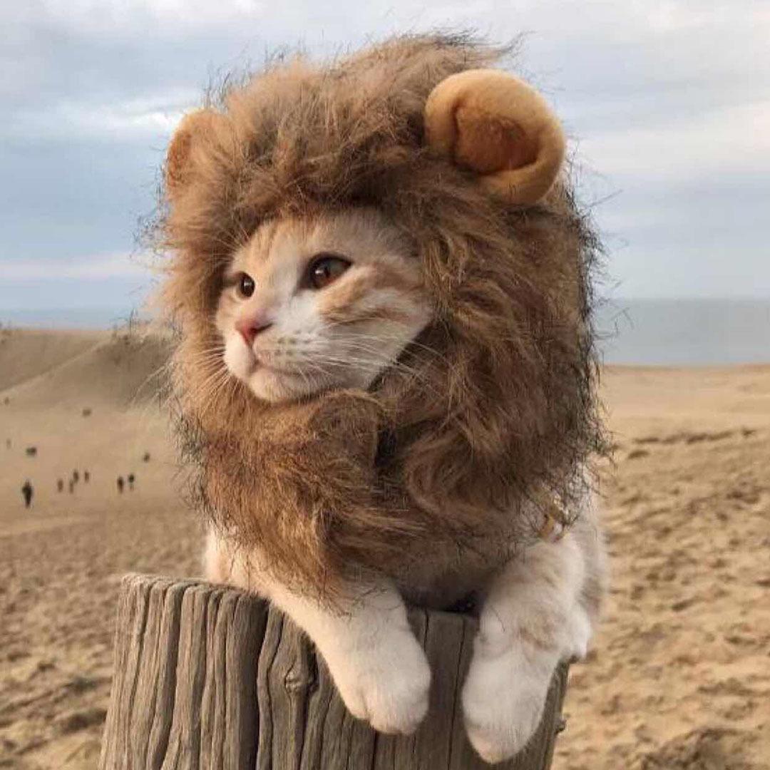 Lion Mane Pet Costume - Cute Cat & Dog Headgear with Ears for Pets S Neck 28CM
Lion Mane Pet Costume - Cute Cat & Dog Headgear with Ears for Pets S Neck 28CM