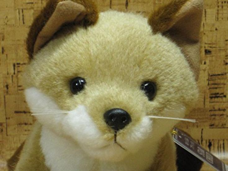 Starchild Ezo Fox
Starchild Ezo Fox