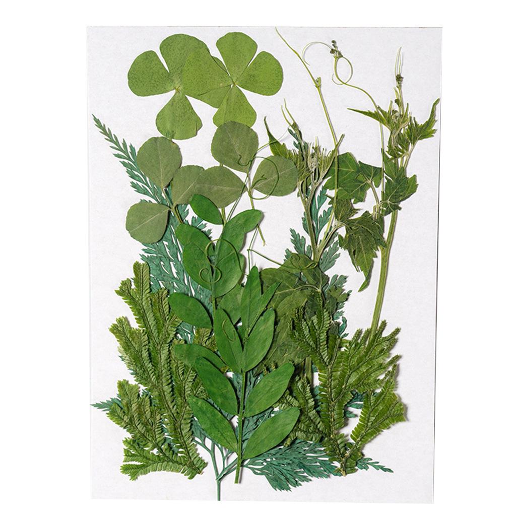 Natural Dried Leaf DIY Handmade Art Embossed Plant Pressed Leaves Decoration Household Decorative for Wedding Cards Resin Candle green leaf 12
Natural Dried Leaf DIY Handmade Art Embossed Plant Pressed Leaves Decoration Household Decorative for Wedding Cards Resin Candle green leaf 12