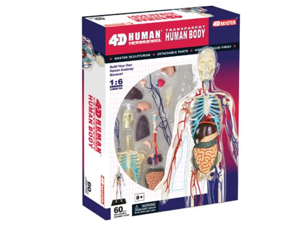 4D 3D Пазл Модель анатомии человека 13 дюймов Тело человека 4D Человек 626204 Прозрачная модель анатомии тела человека Fame Master 4D master Обучающая игрушка STEM
4D 3D Пазл Модель анатомии человека 13 дюймов Тело человека 4D Человек 626204 Прозрачная модель анатомии тела человека Fame Master 4D master Обучающая игрушка STEM