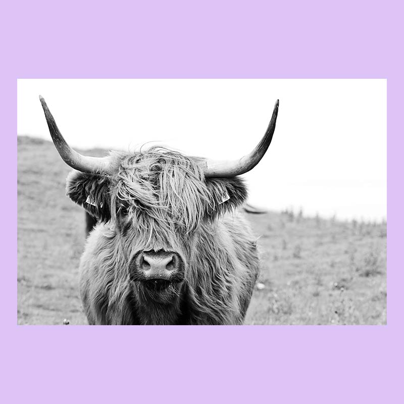 Дикі тварини Картини на полотні Плакати та принти Куадрос Настінне мистецтво Картина для декору вітальні Чорно-білий Як Хайлендська корова 50x70cm
Дикі тварини Картини на полотні Плакати та принти Куадрос Настінне мистецтво Картина для декору вітальні Чорно-білий Як Хайлендська корова 50x70cm