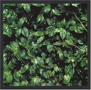 CD ELEPHANT KASHIMASHI - Kokoro Ni Hana O PCCA00997PROMO Faithful. 1996 Japan ObiJapanese Pop/Rock Used
CD ELEPHANT KASHIMASHI - Kokoro Ni Hana O PCCA00997PROMO Faithful. 1996 Japan ObiJapanese Pop/Rock Used