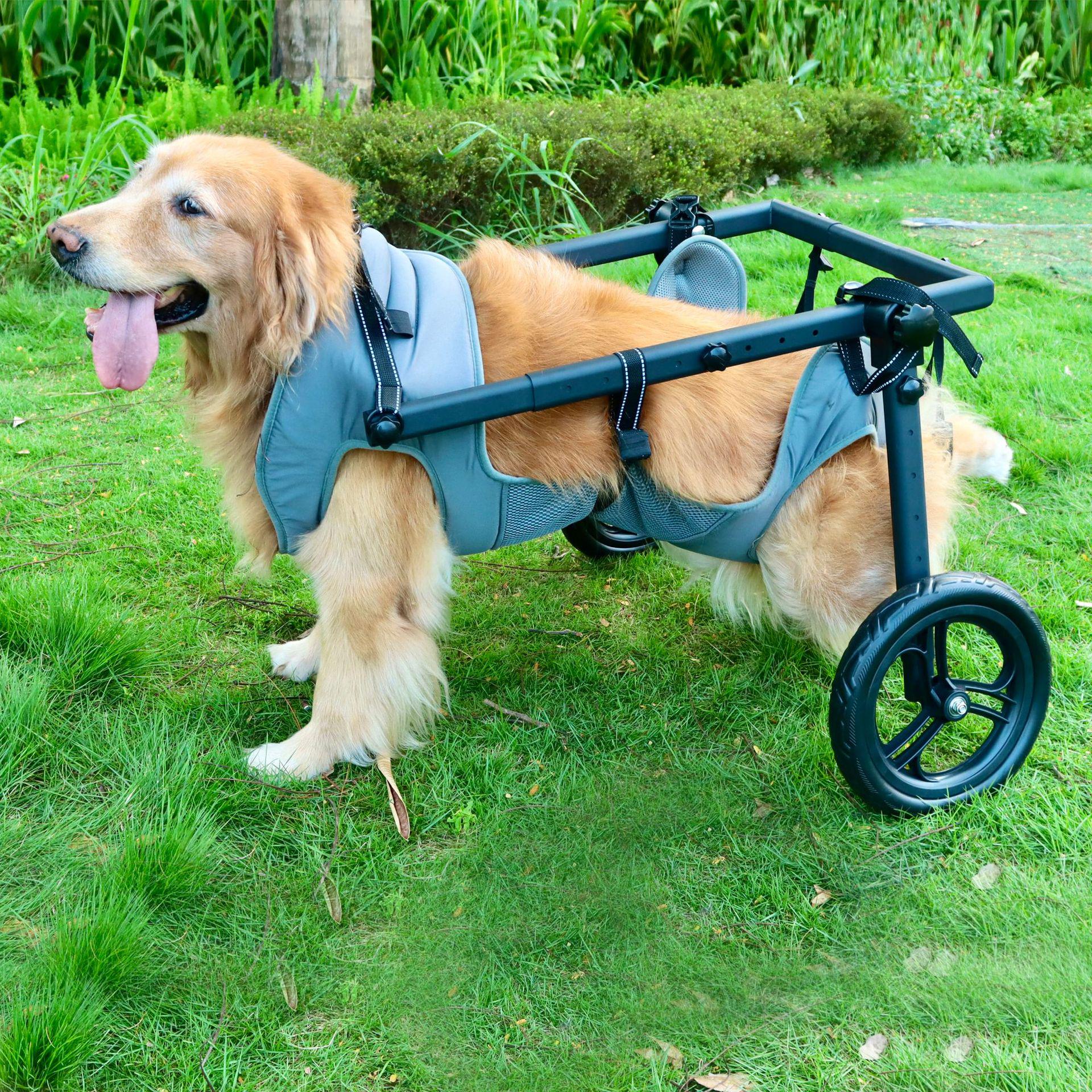 Pet Dog Wheelchair: Mobility Aid Stroller for Medium and Large Dogs M/L
Pet Dog Wheelchair: Mobility Aid Stroller for Medium and Large Dogs M/L