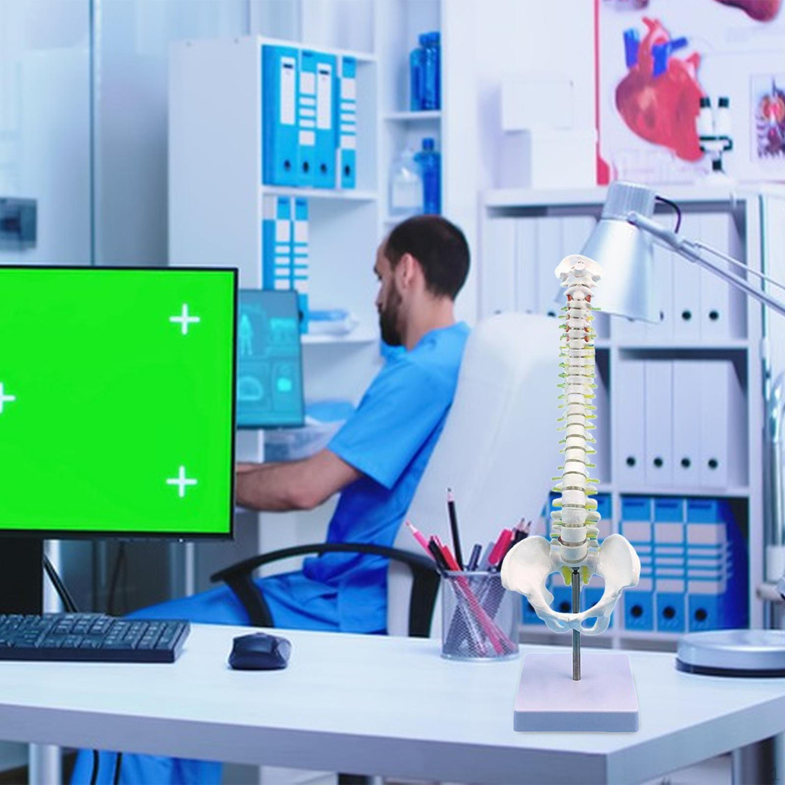 Модель позвоночника человека, гибкий спинной мозг с основанием, позвоночник 17,7 дюйма для 
Модель позвоночника человека, гибкий спинной мозг с основанием, позвоночник 17,7 дюйма для