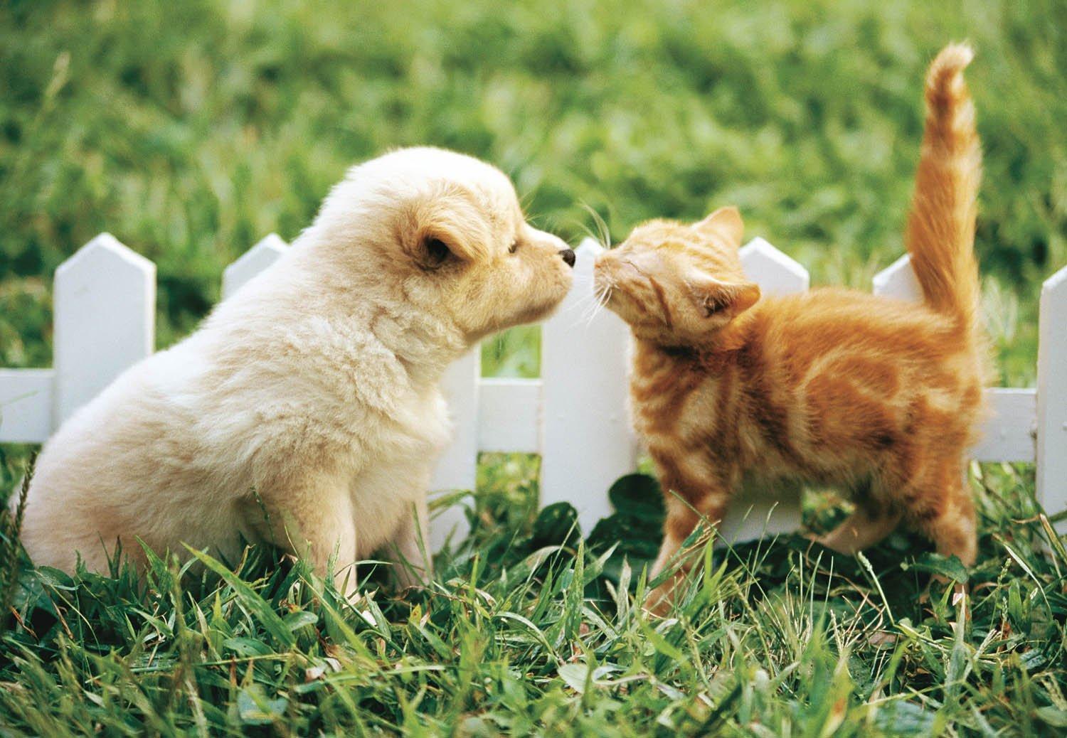 450 Small Pieces Kiss Kiss, Kiss, (26x38cm)
450 Small Pieces Kiss Kiss, Kiss, (26x38cm)