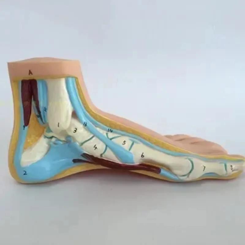 3pcs/Set 1:1 Lifesize Human Normal Flat Arched Foot Anatomical Model PVC Anatomy School Lab Supplies
3pcs/Set 1:1 Lifesize Human Normal Flat Arched Foot Anatomical Model PVC Anatomy School Lab Supplies