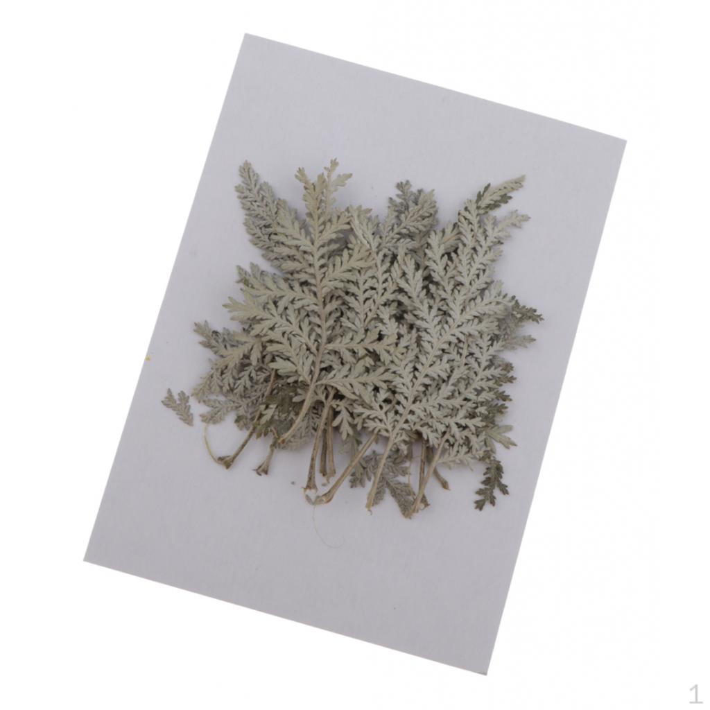 Ассорти из 12 сухих цветов из листьев полыни своими руками для художественных поделок, открыток
Ассорти из 12 сухих цветов из листьев полыни своими руками для художественных поделок, открыток