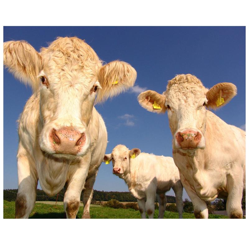 5D Алмазная картина, вышивка крестом, животное, полное изображение, художественные бусины, домашний декор, круглый
5D Алмазная картина, вышивка крестом, животное, полное изображение, художественные бусины, домашний декор, круглый