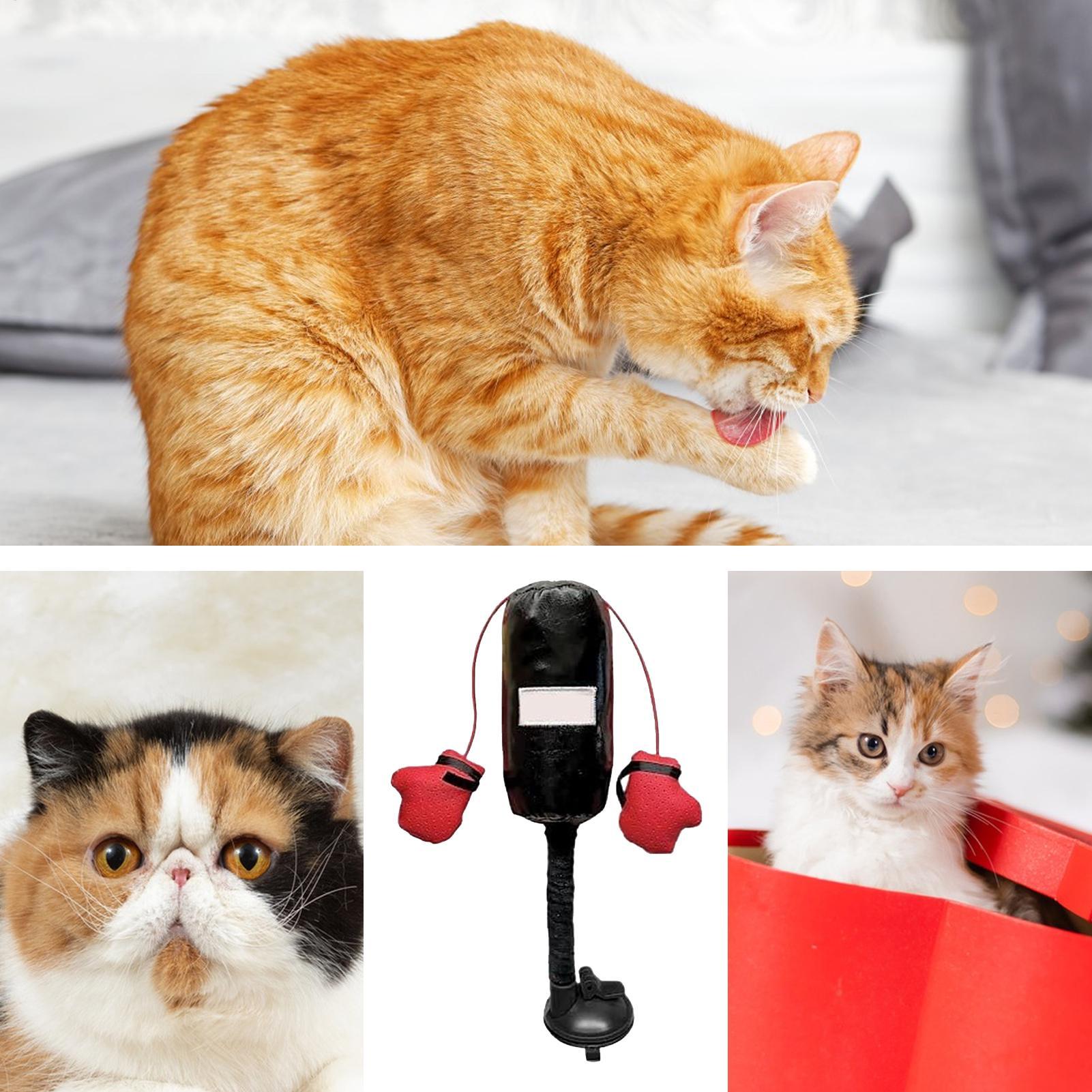 Cat Punching Bag Toy Interactive Kitten Punching Bag Portable Cats Kitten Toy With Gloves Pet Supplies for Cat Kitten Small Dog CN
Cat Punching Bag Toy Interactive Kitten Punching Bag Portable Cats Kitten Toy With Gloves Pet Supplies for Cat Kitten Small Dog CN