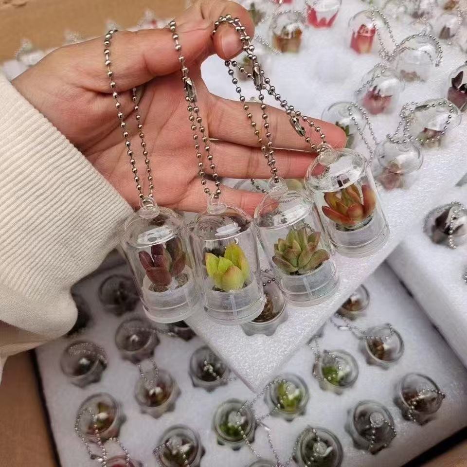 Подвеска Суккулент Мини Суккулент Кактус Брелок Подвеска Растение Брелок Шарм со Стеклянным Куполом Поделки Подарки 5pcs
Подвеска Суккулент Мини Суккулент Кактус Брелок Подвеска Растение Брелок Шарм со Стеклянным Куполом Поделки Подарки 5pcs