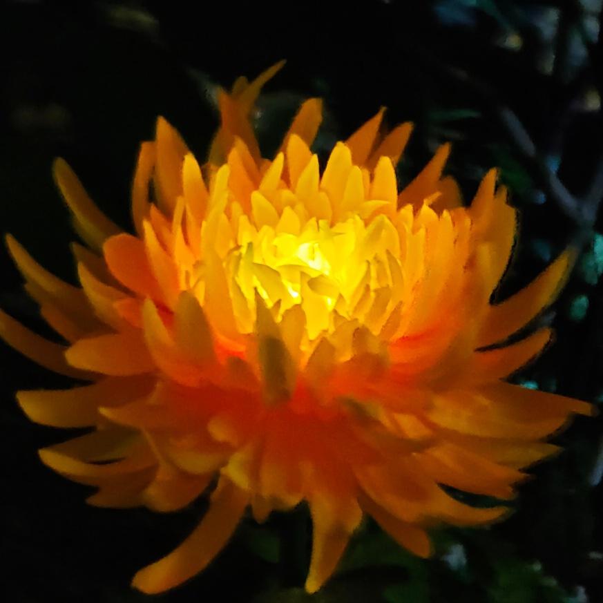 Solar Chrysanthemum Garden Lights Decorative Landscape Lighting Outdoor for Pathway,Garden, Patio, Yard, Walkway,Garden, Flowerbed, Fence 1PC жовтий
Solar Chrysanthemum Garden Lights Decorative Landscape Lighting Outdoor for Pathway,Garden, Patio, Yard, Walkway,Garden, Flowerbed, Fence 1PC жовтий
