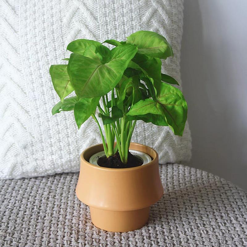 Креативный керамический цветочный горшок, сочный горшок для цветов, домашний декор, настольные украшения, бонсай, горшок для растений, украшение сада
Креативный керамический цветочный горшок, сочный горшок для цветов, домашний декор, настольные украшения, бонсай, горшок для растений, украшение сада