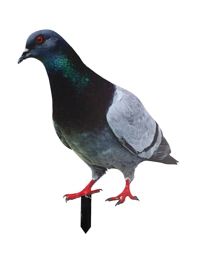 Garden Pigeon Package Content Specifications Statue
Garden Pigeon Package Content Specifications Statue