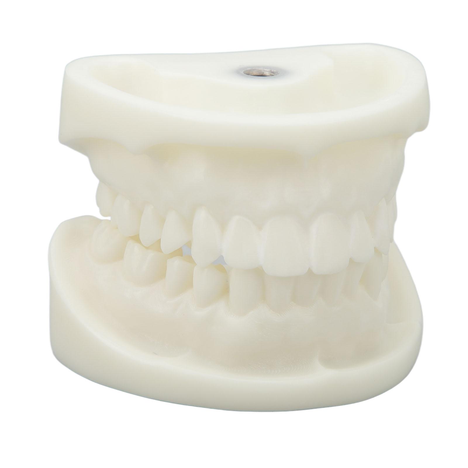 Tooth Model Educational Simulation White Corundum Dental Model for Teaching Study Supplies
Tooth Model Educational Simulation White Corundum Dental Model for Teaching Study Supplies