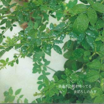 CD MABOROSHI NO MIGI - Hirusugi Ni Asa Wo Matteru YSD001 YOSHIDA Japan Japanese Pop/Rock Used
CD MABOROSHI NO MIGI - Hirusugi Ni Asa Wo Matteru YSD001 YOSHIDA Japan Japanese Pop/Rock Used