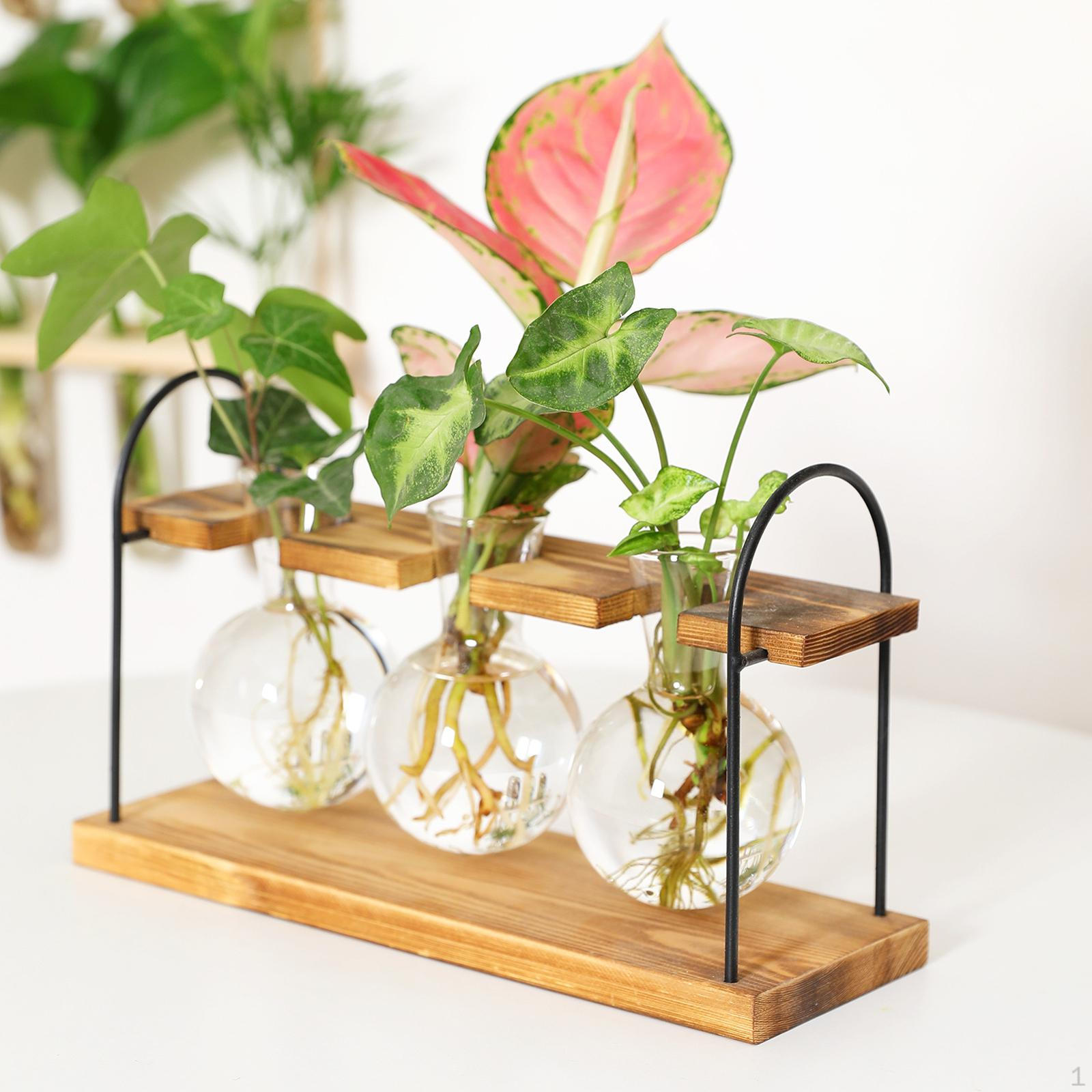 Glass Vase Hydroponic Plant with Wooden Stand Container Planter Propagation for Garden
Glass Vase Hydroponic Plant with Wooden Stand Container Planter Propagation for Garden