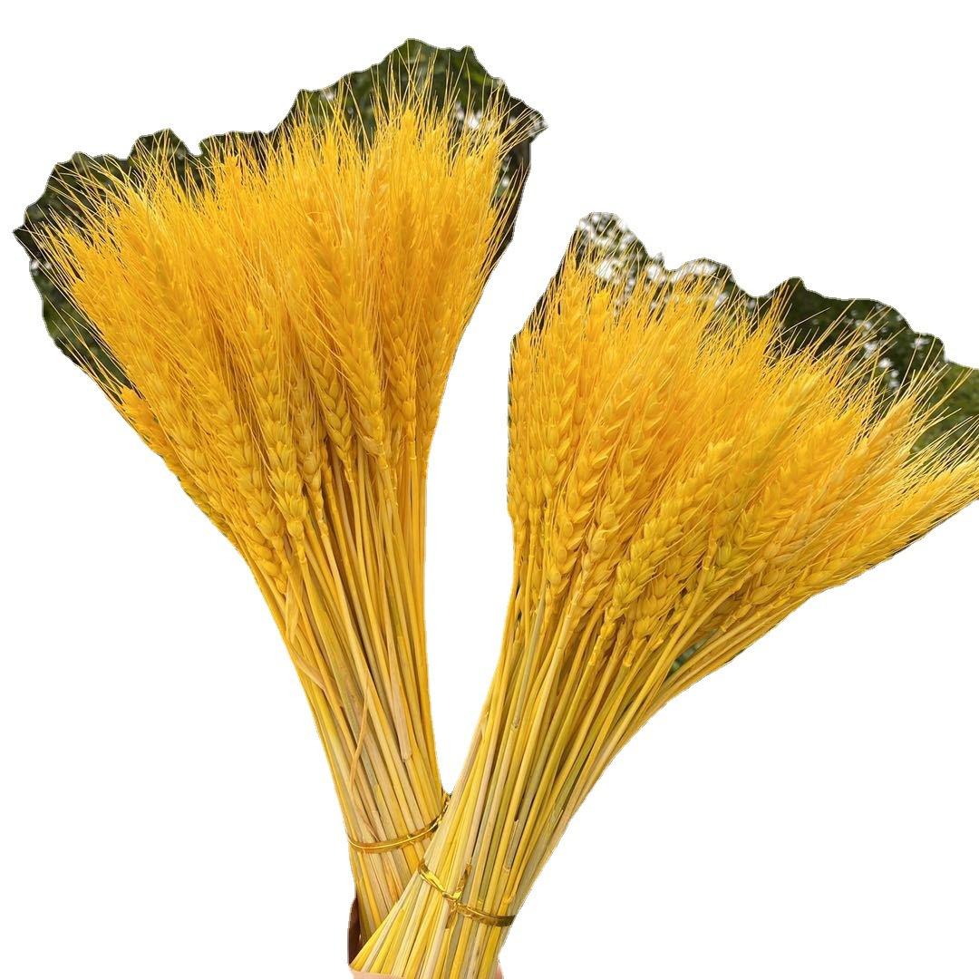 Пшеничні колоски букет із сухоцвітів відкриття ячмінь пасторальний декор подарункова коробка реквізит пшениця ручна робота макет імітація No specification золотий жовтий колір
Пшеничні колоски букет із сухоцвітів відкриття ячмінь пасторальний декор подарункова коробка реквізит пшениця ручна робота макет імітація No specification золотий жовтий колір