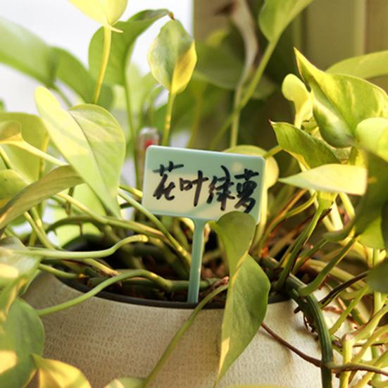 Бирка для растений, легкая водонепроницаемая бирка для садовых растений из полипропилена для дома
Бирка для растений, легкая водонепроницаемая бирка для садовых растений из полипропилена для дома