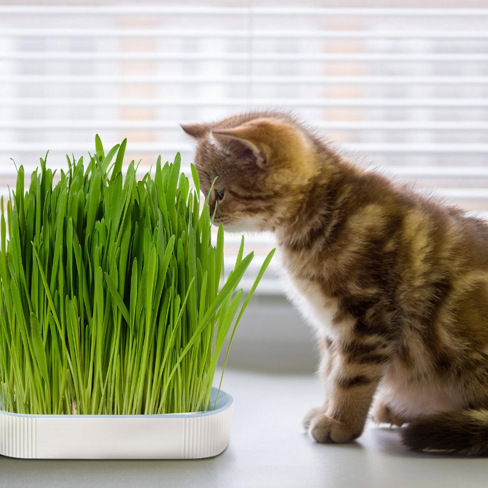 Nursery Tray Seed Germination Tray Cat Grass Growing Set Layered Feline Soilless Convenient Cat Grass Set 3 Styles Pet Supplies One Size синій
Nursery Tray Seed Germination Tray Cat Grass Growing Set Layered Feline Soilless Convenient Cat Grass Set 3 Styles Pet Supplies One Size синій