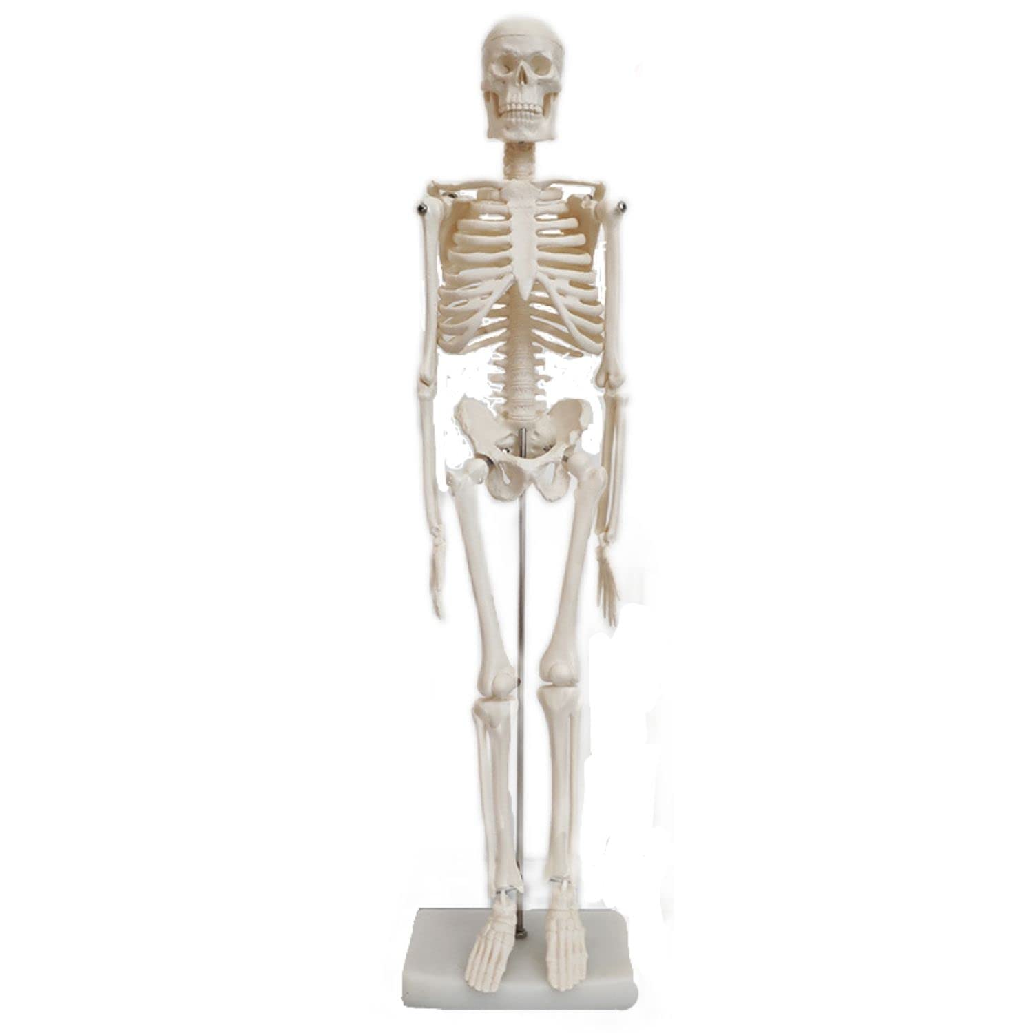 SevenTone Full Body Skeleton Model, 45cm Skeleton, Human Body Model, Skeletal Specimen, Skeleton, Articulated, Human Model, Skull
SevenTone Full Body Skeleton Model, 45cm Skeleton, Human Body Model, Skeletal Specimen, Skeleton, Articulated, Human Model, Skull