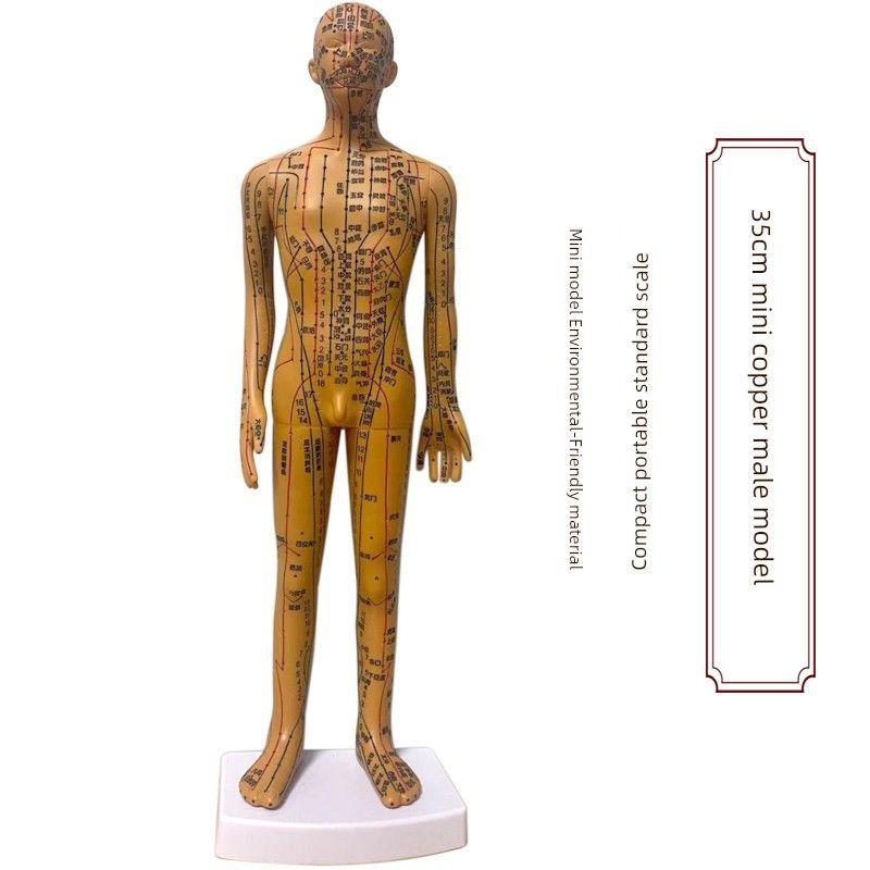 Medicine Acupuncture Acupoint Model Chart of Human Body Super Clear Body Twelve Meridians Human Shape Can Practise Small Skin People with Needles 35cm Copper-Colored Male--With Digital Scale
Medicine Acupuncture Acupoint Model Chart of Human Body Super Clear Body Twelve Meridians Human Shape Can Practise Small Skin People with Needles 35cm Copper-Colored Male--With Digital Scale