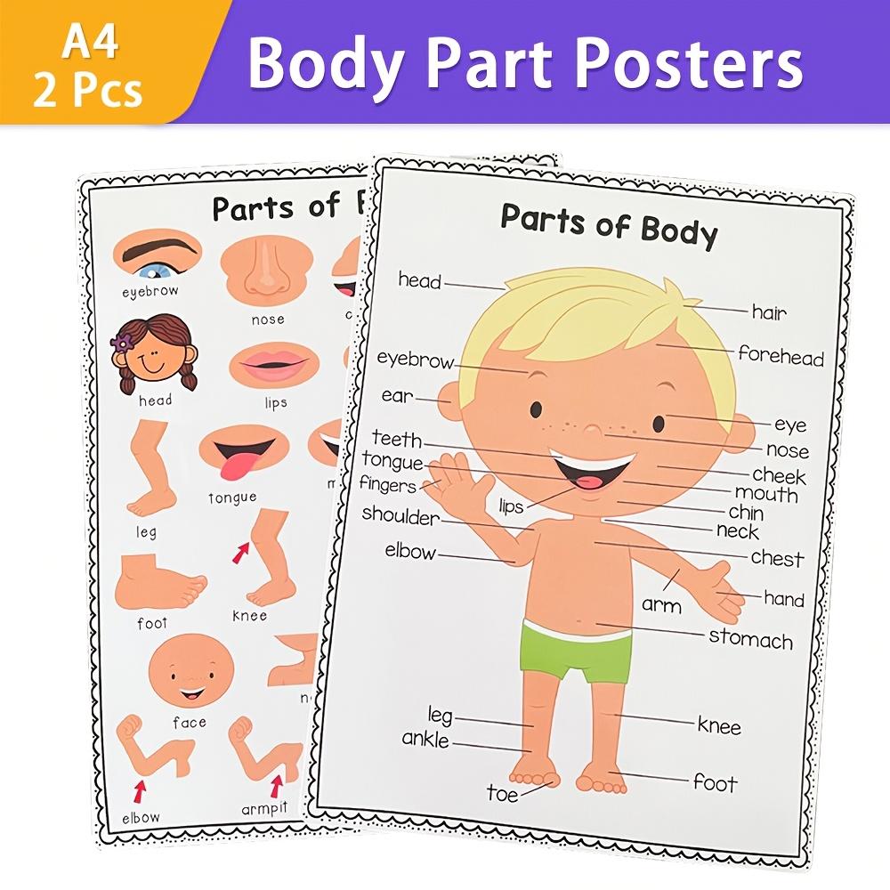 Posters for Children s Body Parts, English Vocabulary Learning Aids for Early Childhood Education One Size білий
Posters for Children s Body Parts, English Vocabulary Learning Aids for Early Childhood Education One Size білий