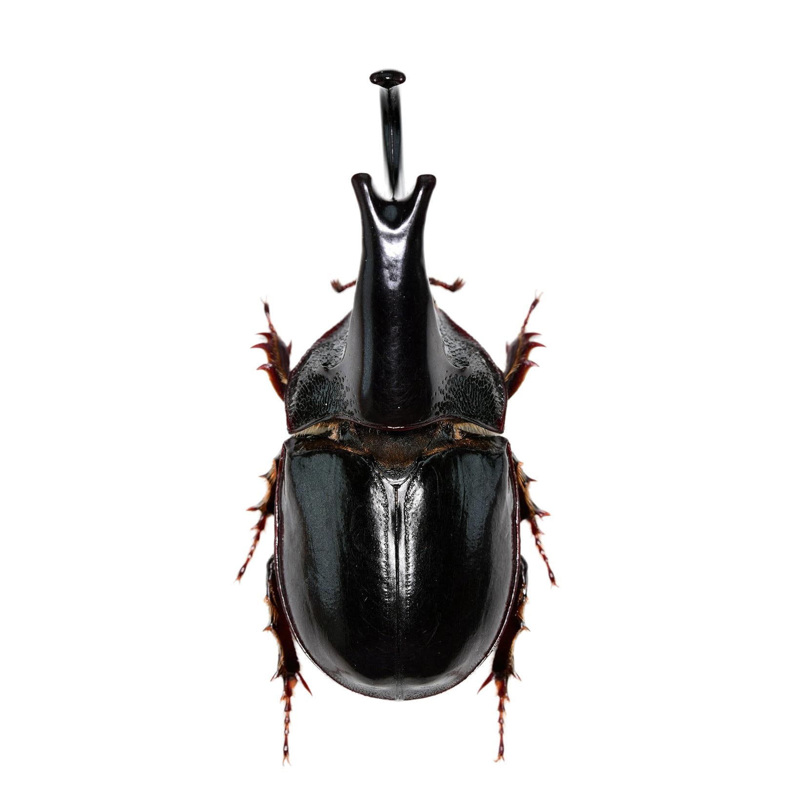 BACALYSO Nirvana Big Horned Beetle Yasontsuya Hisashi Sai Beetle Figure Stick on Refrigerator Magnetic Decoration Magnet Real Adult Illustrated Book
BACALYSO Nirvana Big Horned Beetle Yasontsuya Hisashi Sai Beetle Figure Stick on Refrigerator Magnetic Decoration Magnet Real Adult Illustrated Book