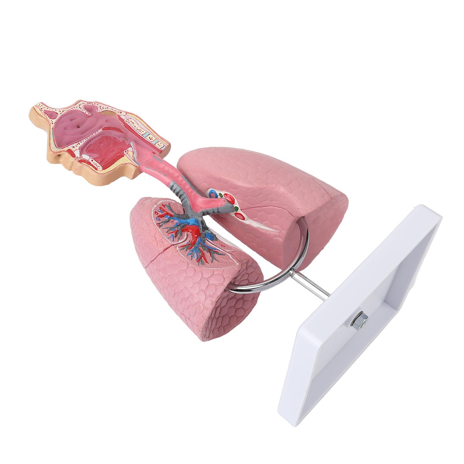 Respiratory System Model with Removable Heart Human Lung Anatomical Display for Students Study Teaching Tool
Respiratory System Model with Removable Heart Human Lung Anatomical Display for Students Study Teaching Tool