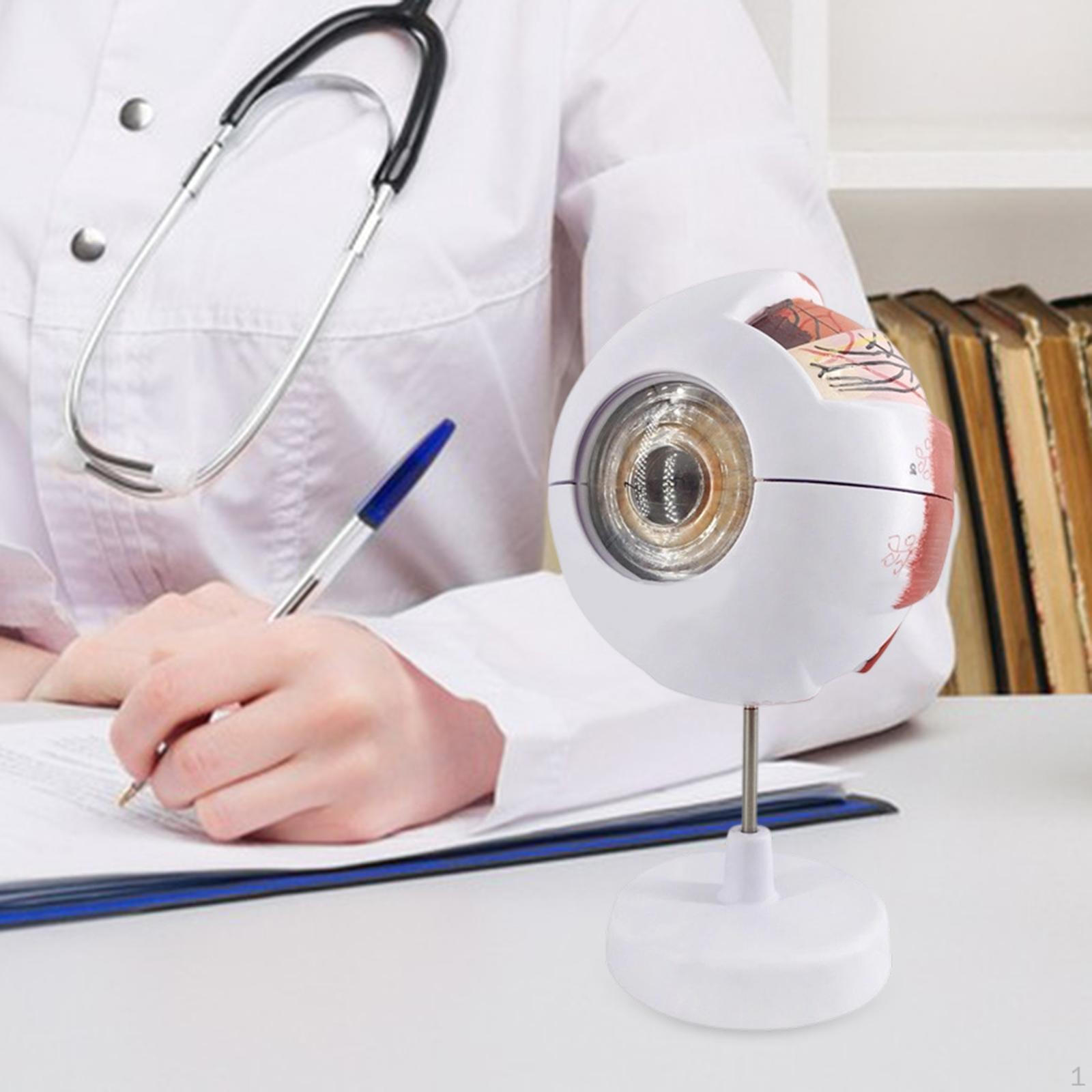 Модель глаза Образование Компактная Профессиональная Прочная Конструкция для Студентов со Стендом для Демонстрации
Модель глаза Образование Компактная Профессиональная Прочная Конструкция для Студентов со Стендом для Демонстрации