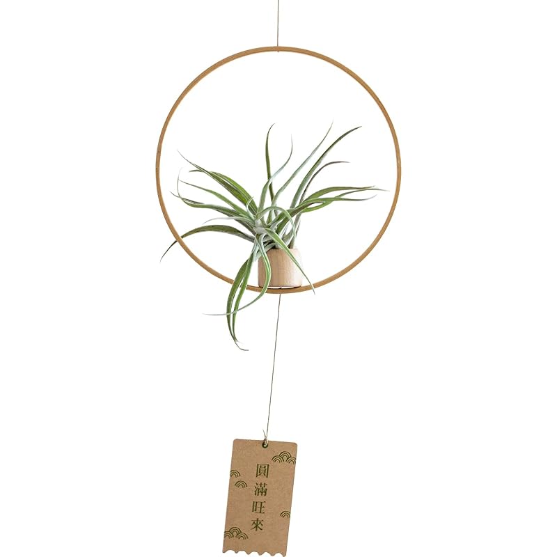 Jintopia mobile interior air plant hanging Fashionable decoration Made of bamboo (No. 7)
Jintopia mobile interior air plant hanging Fashionable decoration Made of bamboo (No. 7)