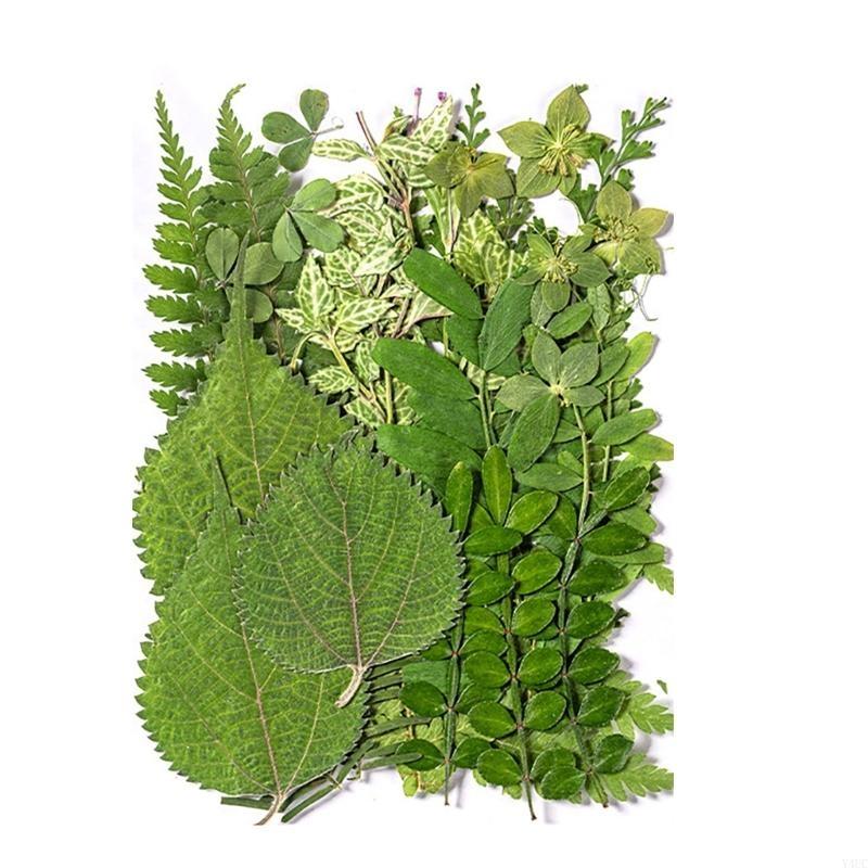 Набор из 35 шт. натуральных прессованных сушеных листьев для изготовления свечей, изготовления ювелирных изделий, художественных ремесел, закладок, скрапбукинга
Набор из 35 шт. натуральных прессованных сушеных листьев для изготовления свечей, изготовления ювелирных изделий, художественных ремесел, закладок, скрапбукинга