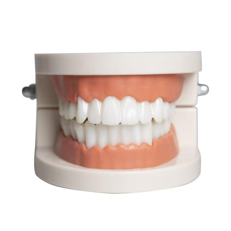 Kindergarten Dental Resin Tooth Brushing Model for Health Education Standard Size
Kindergarten Dental Resin Tooth Brushing Model for Health Education Standard Size