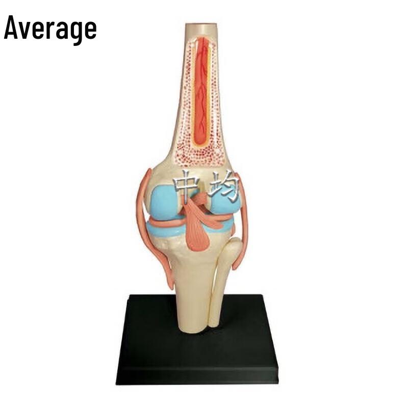 Знімна модель колінного суглоба людини
Знімна модель колінного суглоба людини