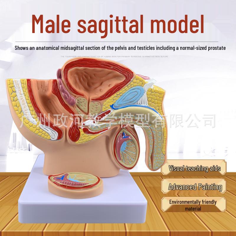 Анатомическая обучающая модель мужского таза и репродуктивной системы 17cm x 17cm x 13cm
Анатомическая обучающая модель мужского таза и репродуктивной системы 17cm x 17cm x 13cm