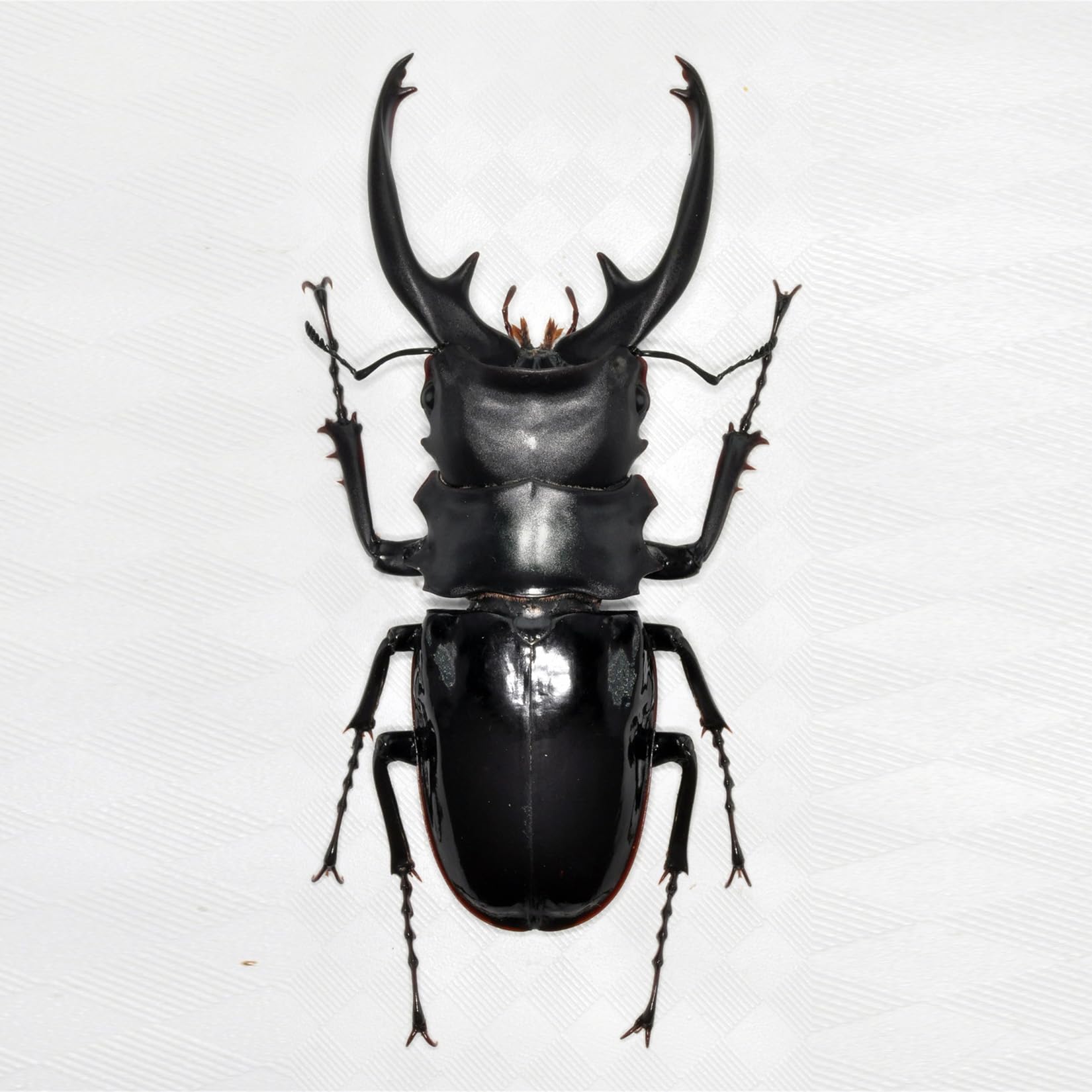 BACALYSO Nirvana size Intermedia glossy stag beetle magnetic illustrated safe for plastic finished tool 1/1 figure, fridge-mounted decoration, чёрный
BACALYSO Nirvana size Intermedia glossy stag beetle magnetic illustrated safe for plastic finished tool 1/1 figure, fridge-mounted decoration, чёрный
