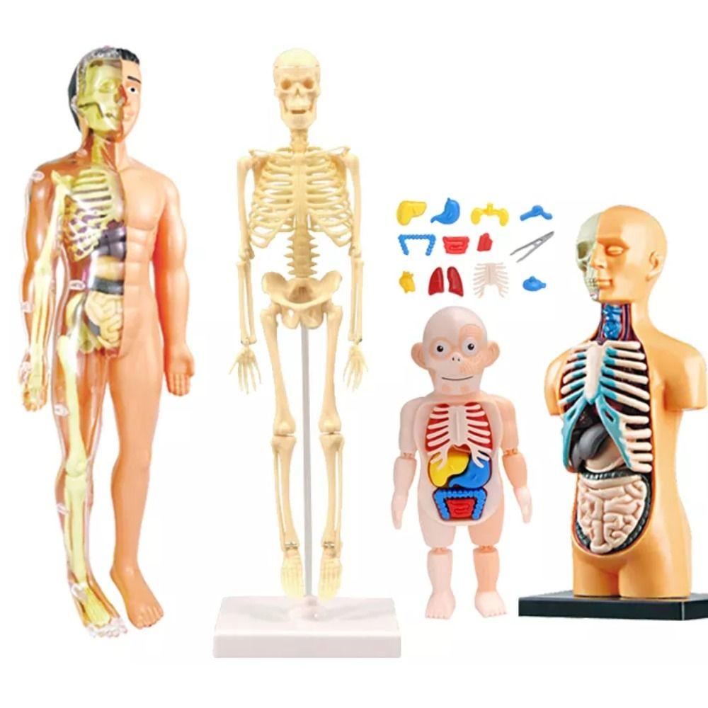Assembly Bone Model DIY Human Body Model Teaching Joints Of Human Organ Model Student 1 set
Assembly Bone Model DIY Human Body Model Teaching Joints Of Human Organ Model Student 1 set