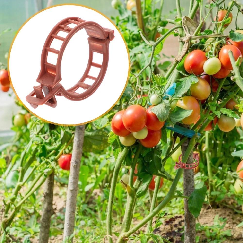 100pcs Plastic Plant Stem Support 30mm Tomato Stem Clip New Vegetable Plants Clamp Garden зелений
100pcs Plastic Plant Stem Support 30mm Tomato Stem Clip New Vegetable Plants Clamp Garden зелений