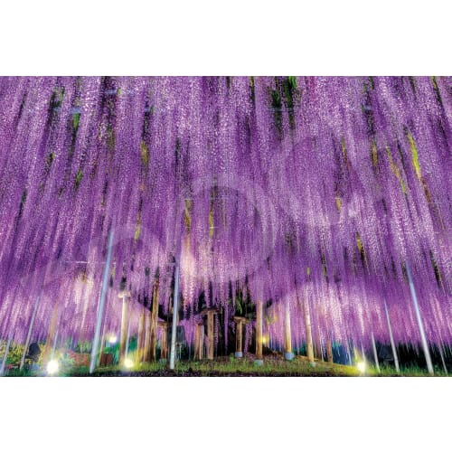 EPOCH 1000 piece jigsaw puzzle Ashikaga s Big Wisteria - Tochigi (50x75cm) 09-050s with glue and spatula with score ticket EPOCH
EPOCH 1000 piece jigsaw puzzle Ashikaga s Big Wisteria - Tochigi (50x75cm) 09-050s with glue and spatula with score ticket EPOCH