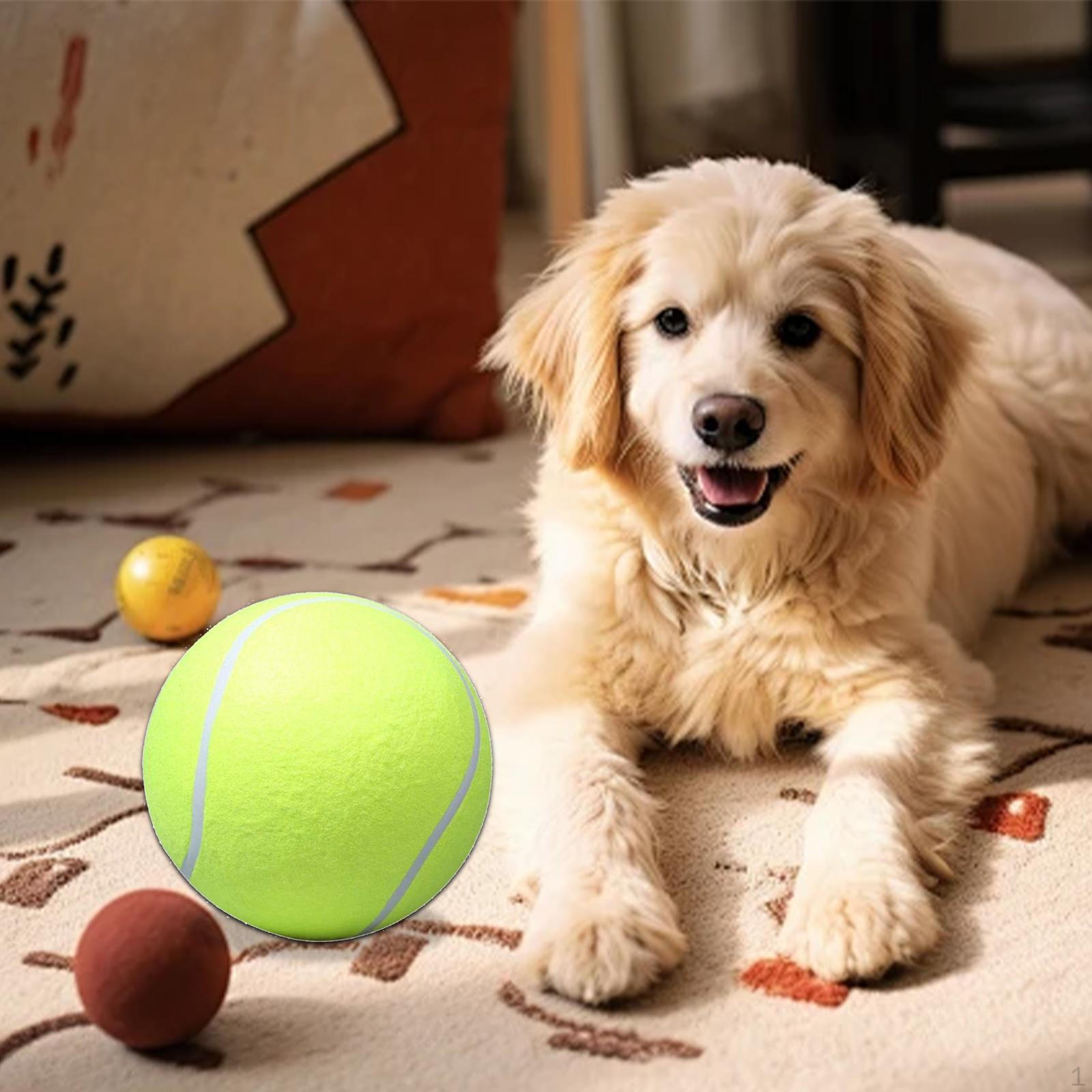 Большой теннисный мяч для собак, резиновая игрушка для домашних животных, интерактивная дрессировка собак XL
Большой теннисный мяч для собак, резиновая игрушка для домашних животных, интерактивная дрессировка собак XL