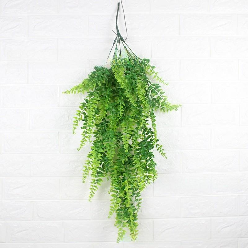 Pteridium Plant Latiusculum For Wedding And Outdoor Events Decorate
Pteridium Plant Latiusculum For Wedding And Outdoor Events Decorate
