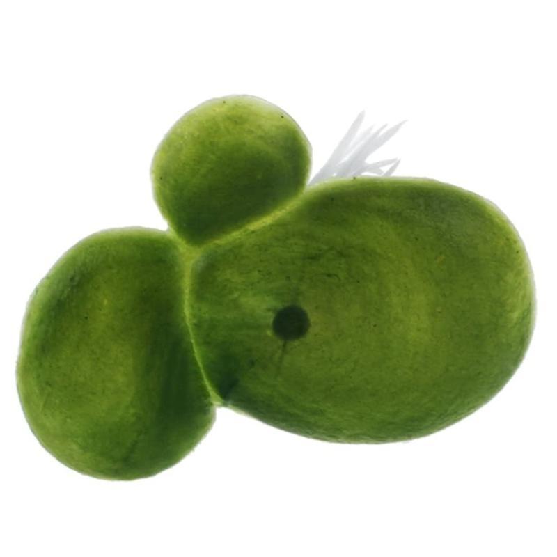 Artificial Duckweeds Floating Plant Water Features Green Ornaments Pack of 18 China Mainland
Artificial Duckweeds Floating Plant Water Features Green Ornaments Pack of 18 China Mainland