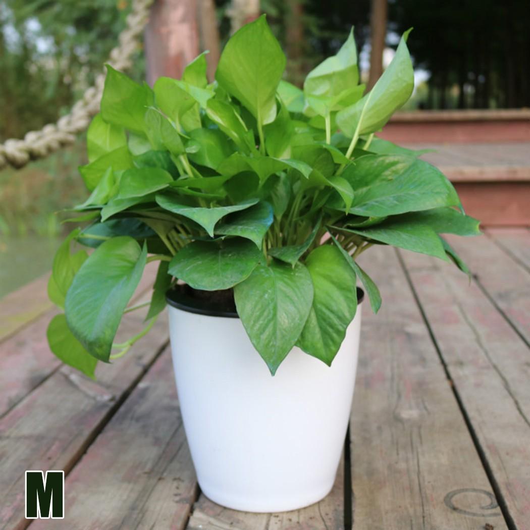 Imitation Porcelain Flowerpot Transparent Plastic Self Watering Plants Nursery Flowerpot Lazy Flower Pot
Imitation Porcelain Flowerpot Transparent Plastic Self Watering Plants Nursery Flowerpot Lazy Flower Pot