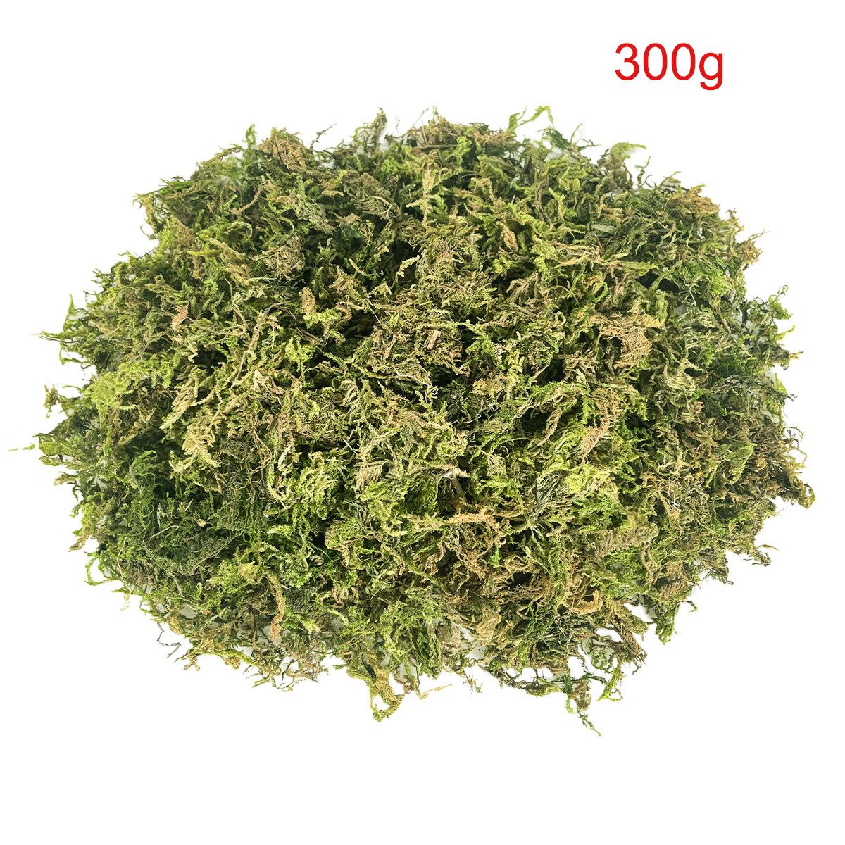 Natural Green Moss for Plants Indoor, Dried Forest Real Moss for Crafts, Artificial Fairy Gardens, Floral Design, Home Decor 300g
Natural Green Moss for Plants Indoor, Dried Forest Real Moss for Crafts, Artificial Fairy Gardens, Floral Design, Home Decor 300g